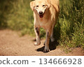 Dog is running on a dirt road with grass in the background 134666928