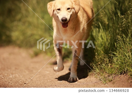 Dog is running on a dirt road with grass in the background 134666928