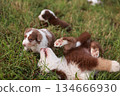 Group of puppies playing in a grassy field 134666930