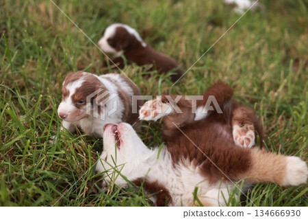 Group of puppies playing in a grassy field Group of puppies playing in a grassy field 134666930