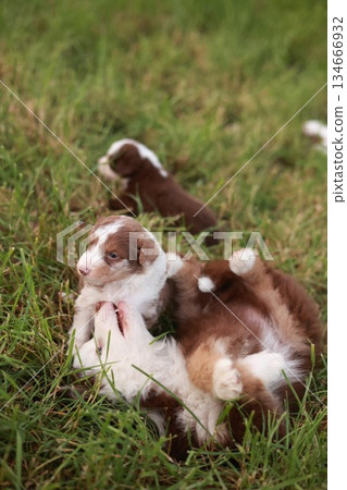 Group of puppies playing in a grassy field Group of puppies playing in a grassy field 134666932