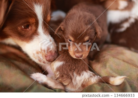 Mother dog is laying down with her puppies Mother dog is laying down with her puppies 134666933