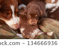 Small brown puppy is laying on a blanket next to a larger dog 134666936