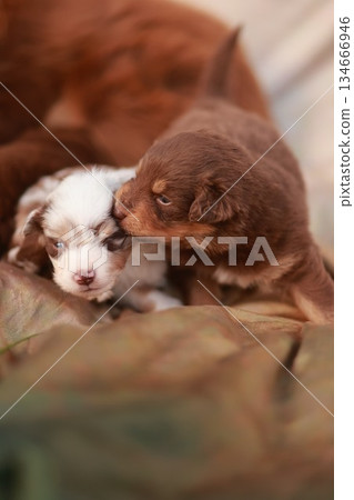 Two puppies are playing together on a bed 134666946