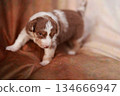 Brown and white puppy is standing on a red couch 134666947