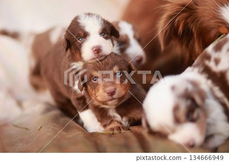 Group of puppies are laying on a bed 134666949