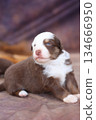 A brown and white puppy is laying on a blanket 134666950