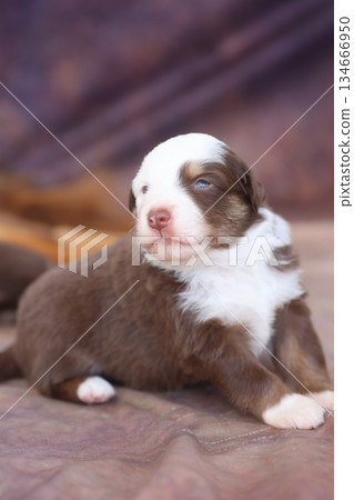 A brown and white puppy is laying on a blanket 134666950