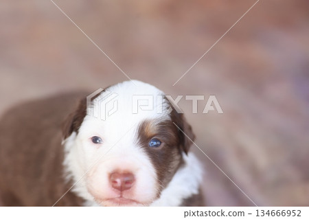 A puppy with a blue eye is looking at the camera 134666952