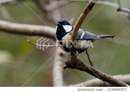 大山雀棲息在樹枝上 ♂ 134666972