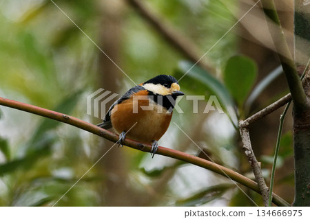 Wild Bird Watching Varied Tit Wild Bird Watching Varied Tit 134666975