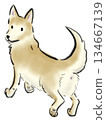 Illustration of a dog looking back while walking 134667139