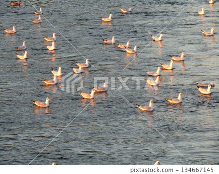 Black-headed gulls at the mouth of the Hanami River, dyed in the setting sun 134667145