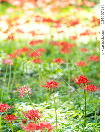 秋季的季節性景象：美麗純潔的紅色彼岸花盛開 134667183