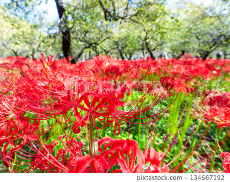 秋季的季節性景象：美麗純潔的紅色彼岸花盛開 134667192