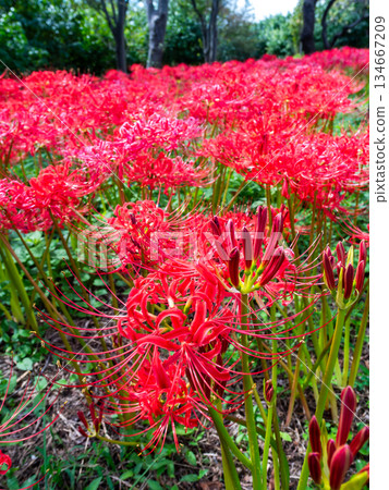 A seasonal sight in autumn: the gorgeous and pure blooming red spider lilies 134667209