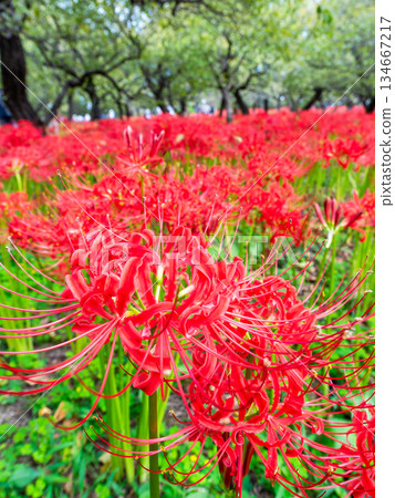 秋季的季節性景象：美麗純潔的紅色彼岸花盛開 134667217