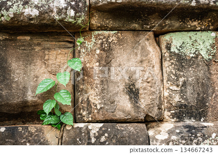 Green vine climbing old stone wall ancient masonry texture nature growth resilience contrast life rough surface historic architecture detail background copy space Green vine climbing old stone wall ancient masonry texture nature growth resilience contrast life rough surface historic architecture detail background copy space 134667243