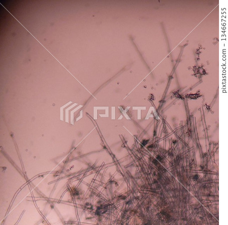 麴菌絲體 134667255