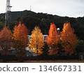 Taiwan maple trees bathed in the winter sunshine (Eboshiyama, the radio tower, and autumn-colored maples in Kanda Park) 134667331