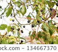 Camphor tree bathed in the winter sun (camphor berries and leaves turning black) 134667370