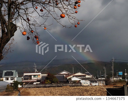 Persimmon tree, winter sky, Shikoku Mountains and rainbow (Rainbow over the Kancho Plain) 134667375