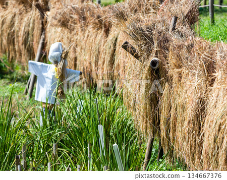 秋景：稻田和稻草人 134667376