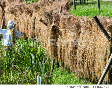 Autumn scenery: rice plants and scarecrows Autumn scenery: rice plants and scarecrows 134667377