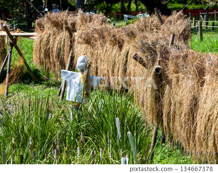 Autumn scenery: rice plants and scarecrows Autumn scenery: rice plants and scarecrows 134667378
