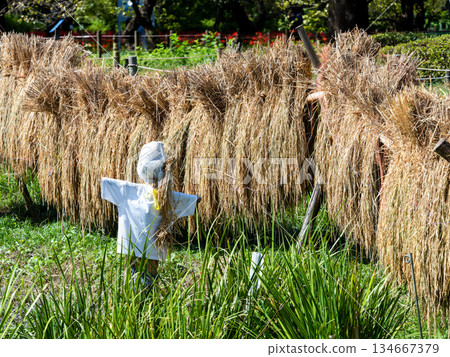 Autumn scenery: rice plants and scarecrows 134667379