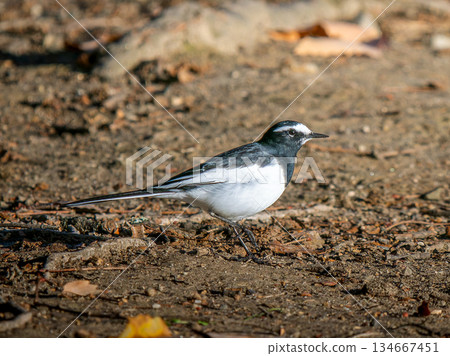 Japanese wagtail walking on the ground 134667451