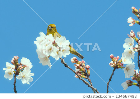 Mejiro棲息在櫻花的樹枝上 134667488