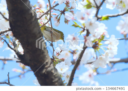 The chestnut smoky cherry blossom nectar The chestnut smoky cherry blossom nectar 134667491