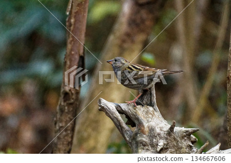 A female black-banded bunting (Emberiza fasciata) perched on a stump A female black-banded bunting (Emberiza fasciata) perched on a stump 134667606