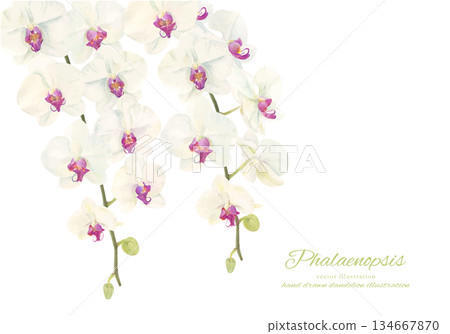 Watercolor illustration of Phalaenopsis orchid Watercolor illustration of Phalaenopsis orchid 134667870