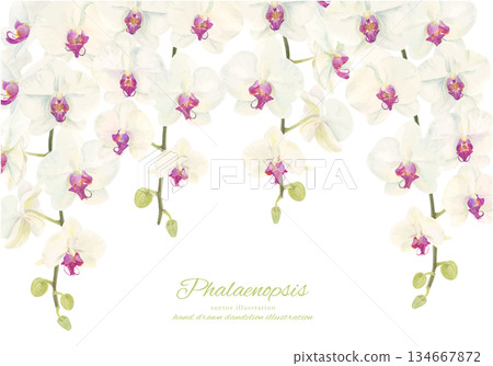 Watercolor illustration of Phalaenopsis orchid 134667872