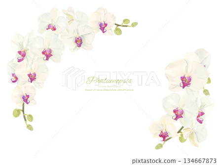 水彩蘭花邊框插圖 134667873