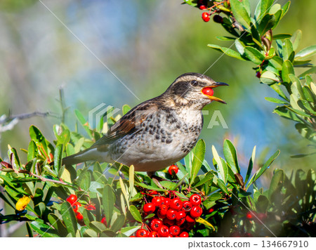 火棘和畫眉 134667910