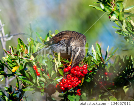 火棘和畫眉 134667911