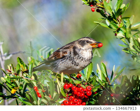 火棘和畫眉 134667913