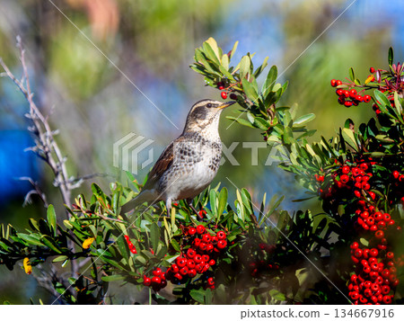 火棘和畫眉 134667916