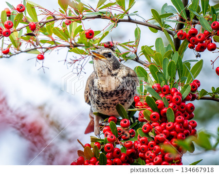 火棘和畫眉 134667918