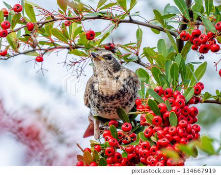 火棘和畫眉 134667919