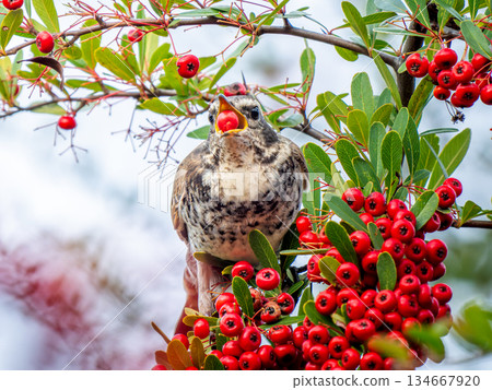 火棘和畫眉 134667920