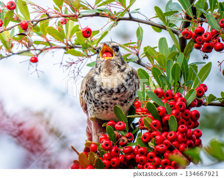 火棘和畫眉 134667921