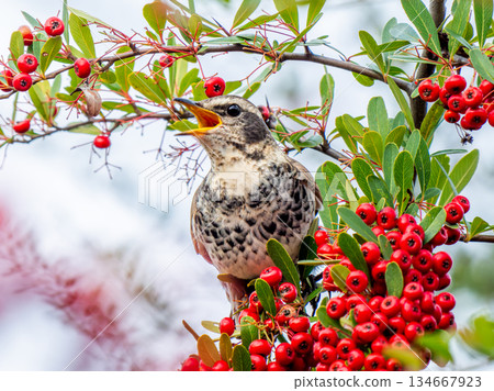 火棘和畫眉 134667923