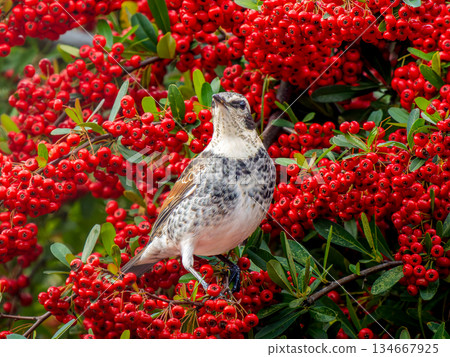 火棘和畫眉 134667925