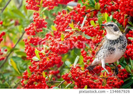 火棘和畫眉 - 留白 火棘和畫眉 - 留白 134667926