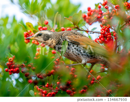 火棘和畫眉 134667930