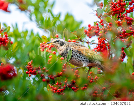 火棘和畫眉 134667931